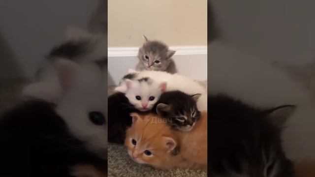 ! Двач @dvachannel @rand2ch @ru2ch_ban (2)(3) (2).mp4