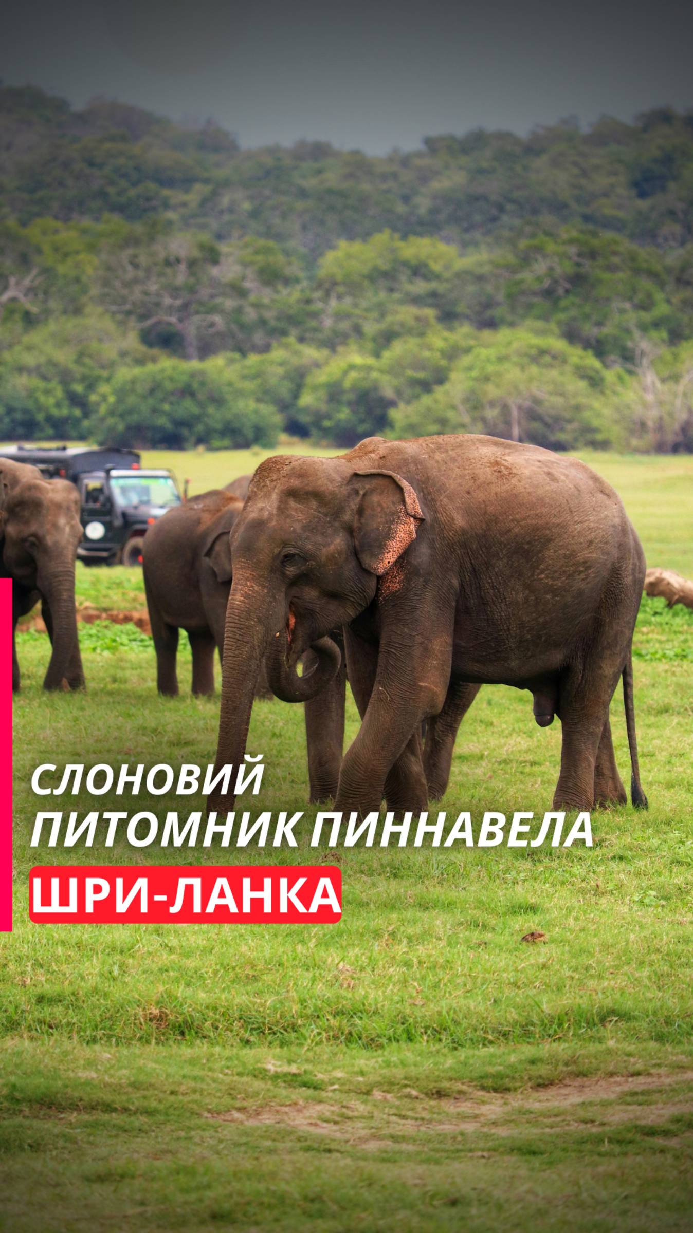🐘 Слоновий питомник Пиннавела: магия природы! 🐘 Шри-Ланка