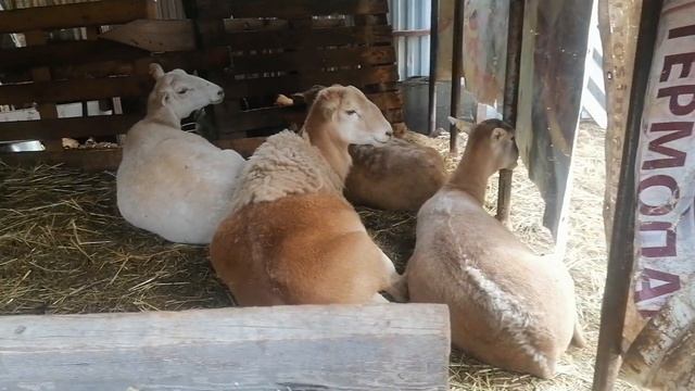 Катумские ярки пьют сыворотку, бараны почти долиняли