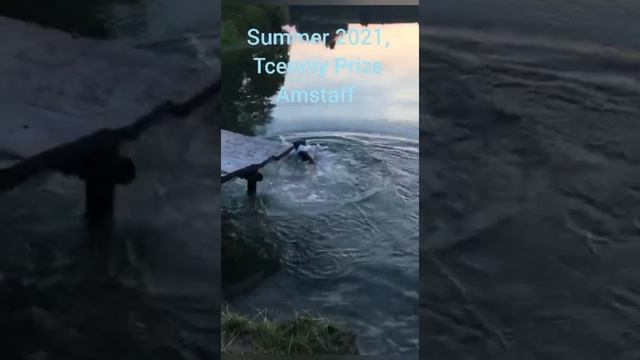 Лето амстаффа, Ценный Приз.