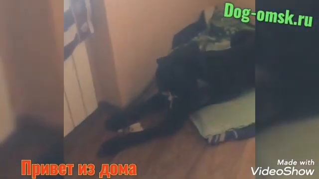 Привет от нашего бывшего питомца АРЧИБАЛЬДА.