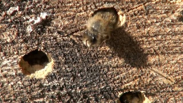 mason bee escapes tube