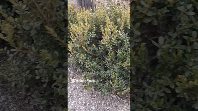 ПОЛЕТЕЛИ ПЕРВЫЕ СНЕЖИНКИ!!!Shorts