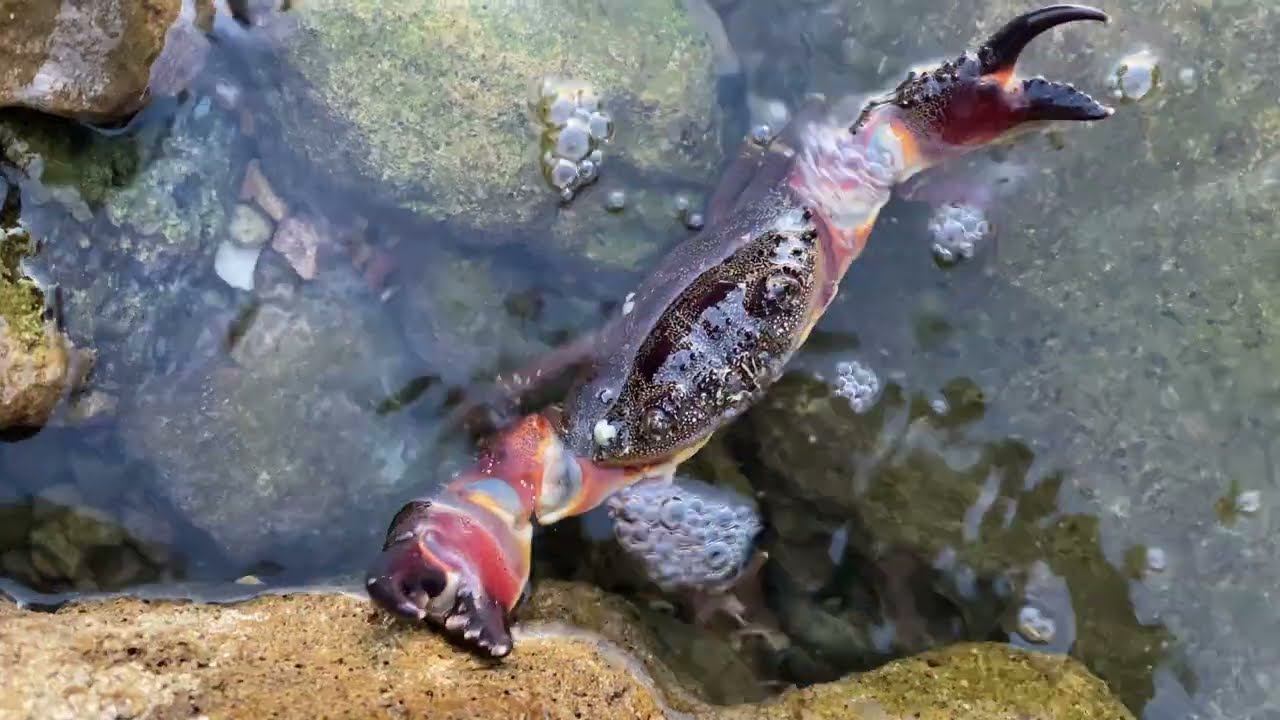 Красивый большой краб пробирается через крупные камни к воде. Заходит в море, маскируется под камень