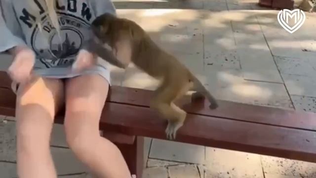 🐒Девушку из Зеленограда укусила обезьяна в Китае🐒