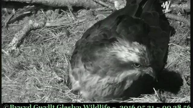 MrsG evicts slug from nestcup - Bywyd Gwyllt Glaslyn Wildlife