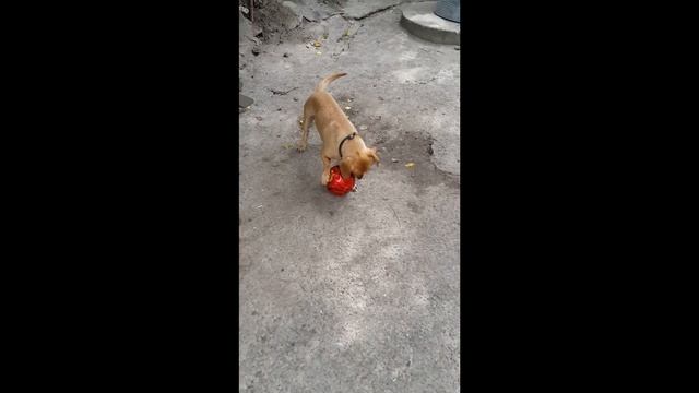 Собака играет с мячом
