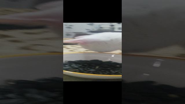 VID_20240920_191313.mp4