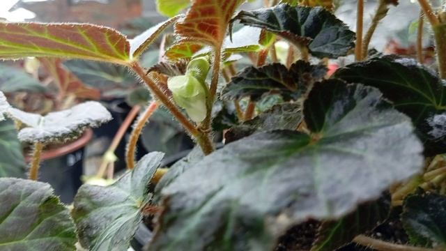 Бегония Шардоне (Begonia Chardonnay)