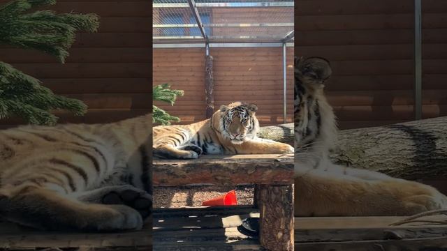 Зевс сегодня, как и мы, наслаждается погодой🐯  #animals #zoo