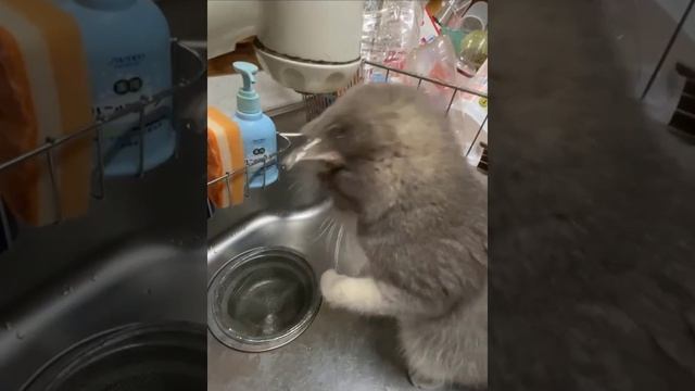 Старание: 100%
Интеллект: 0%
#юмор#котик