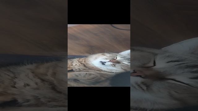 Просто котик муркает