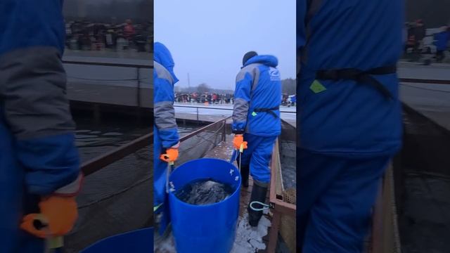 Большой запуск форели