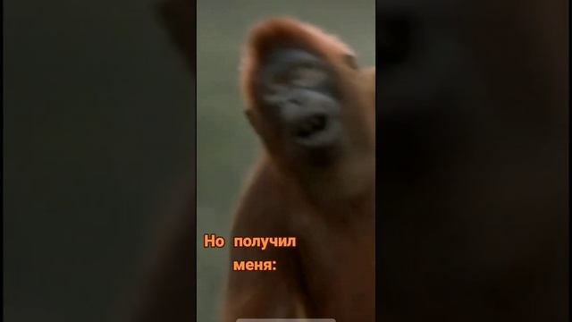 1000016251.mp4