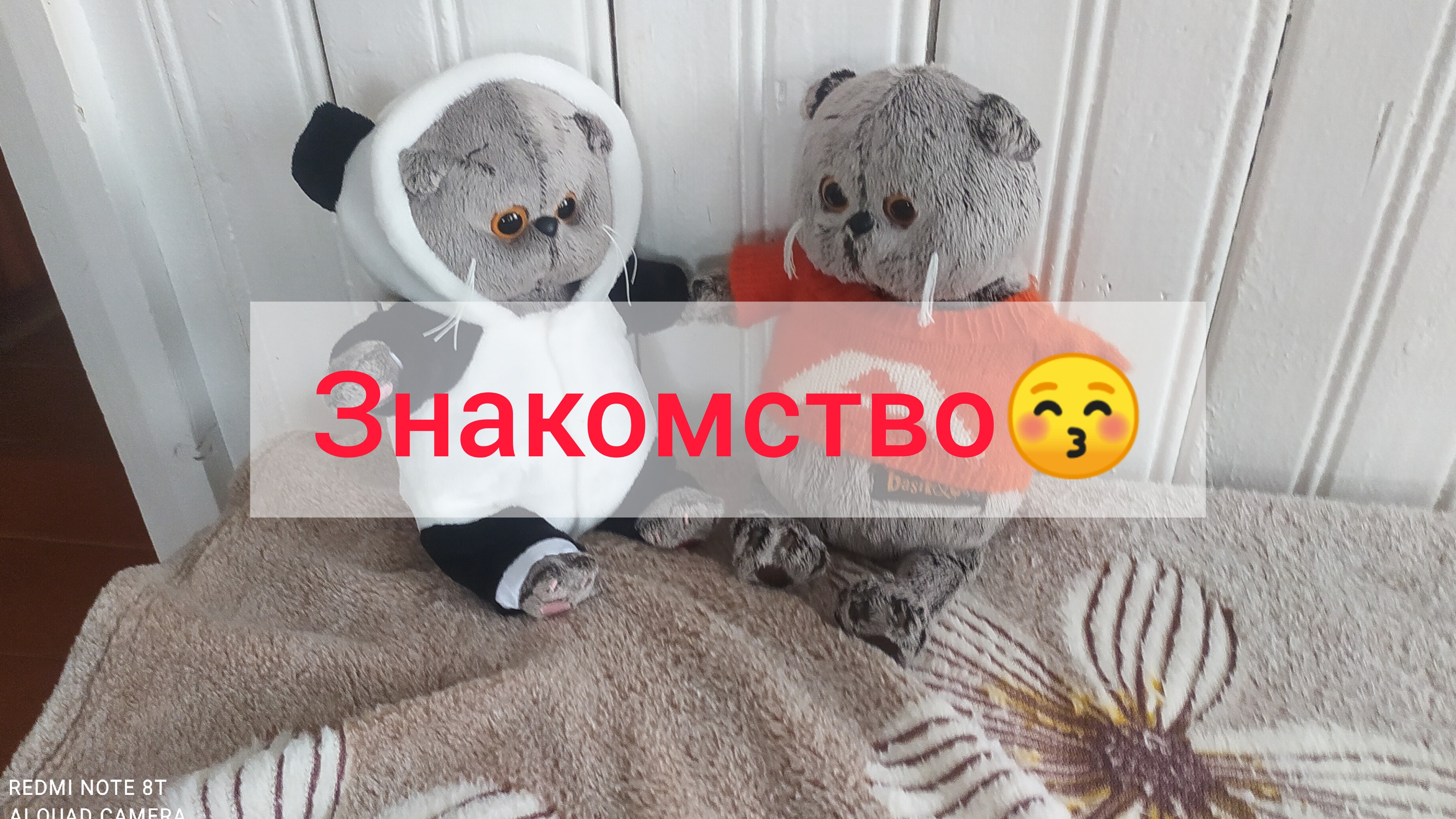 знакомство со мной и моими Басиками☺🌹🐱