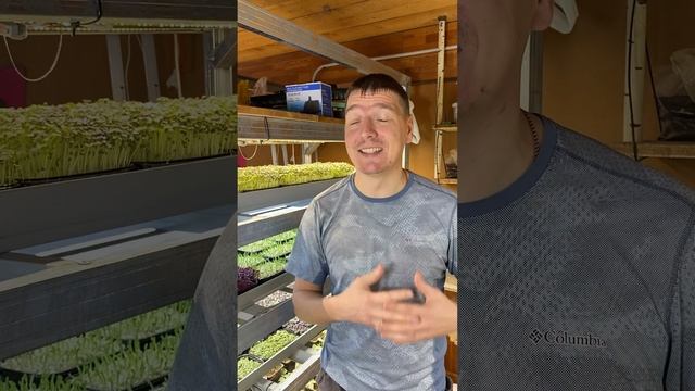 Хочешь научиться выращивать микрозелень?