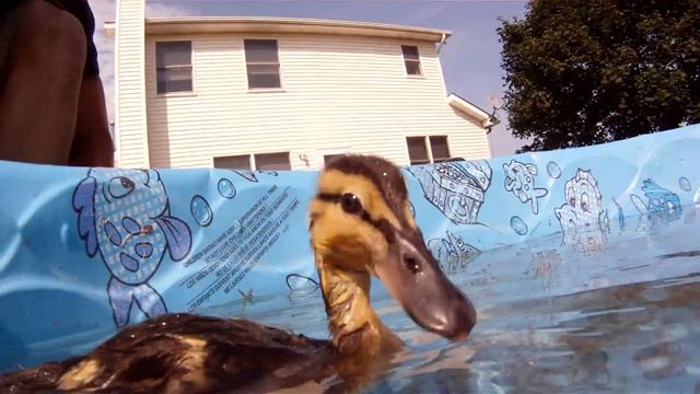 GO PRO duck playing in pool