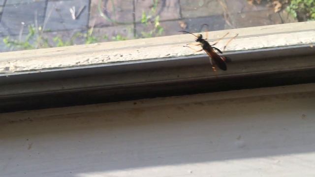 A Black and Yellow Mud Dauber on my Kitchen Window