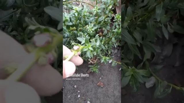 ЧЕТЫРЕ ДНЯ ДО ЗИМЫ!!!!Shorts