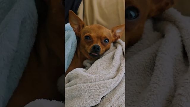 pinscher