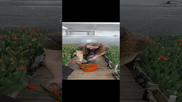 наш тюльпан 🌷 15