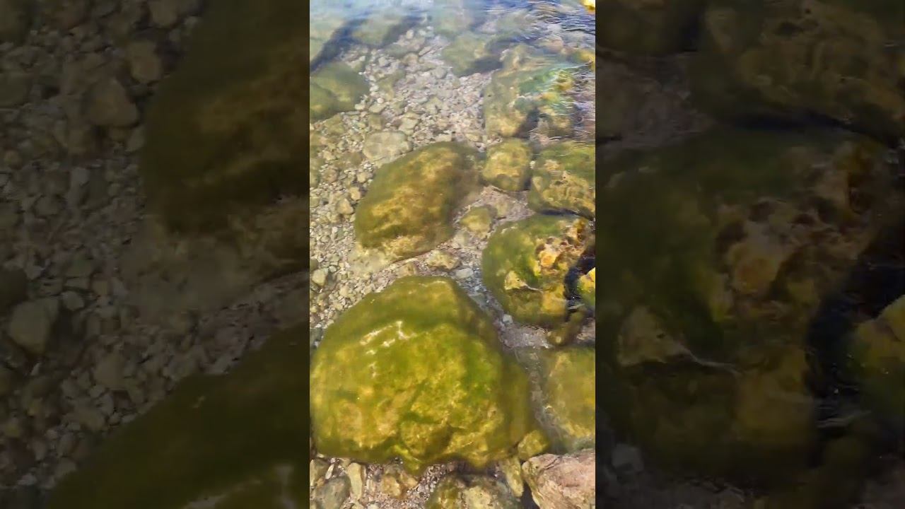 Морской берег в штиль с маленькими волнами и камушками с водорослями #sea #beach #seawaves
