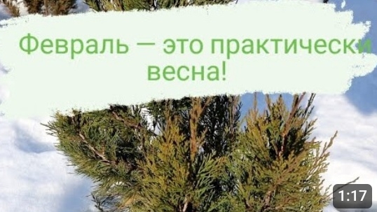 МОИ МОЖЖЕВЕЛОВЫЕ МАЛЫШИ ЖДУТ ВЕСНУ🌲🤗