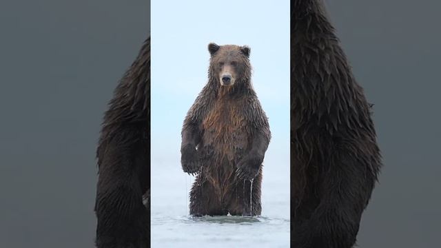 Bear Standing Compilation