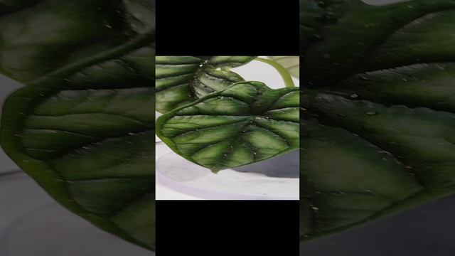 Алоказия шкура дракона