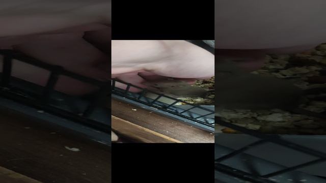 Крыски на продажу.mp4