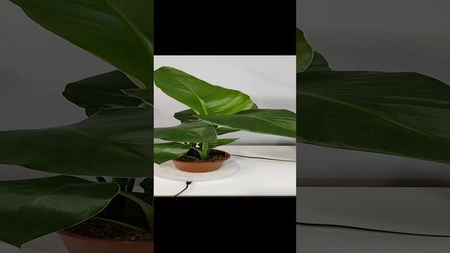 стрелиция Николая 2в1 14см