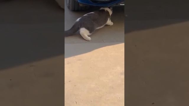 Машина когтеточка