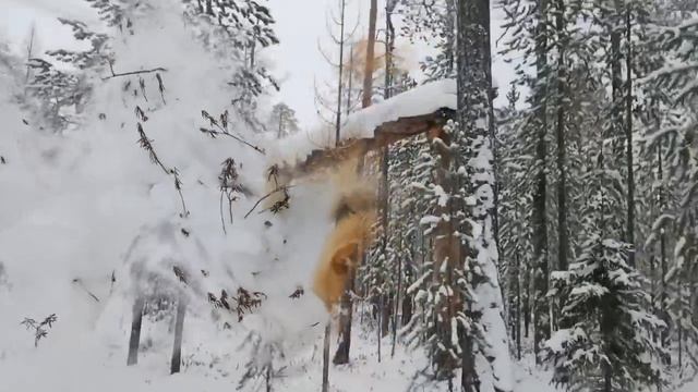 промысел 11 лучшая проверка, север,охота на соболя