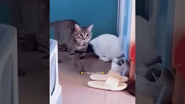 1000071724.mp4