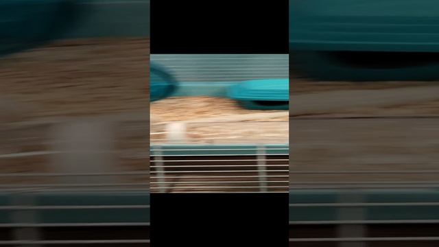 Всем привет от младшенькой Моти 😊