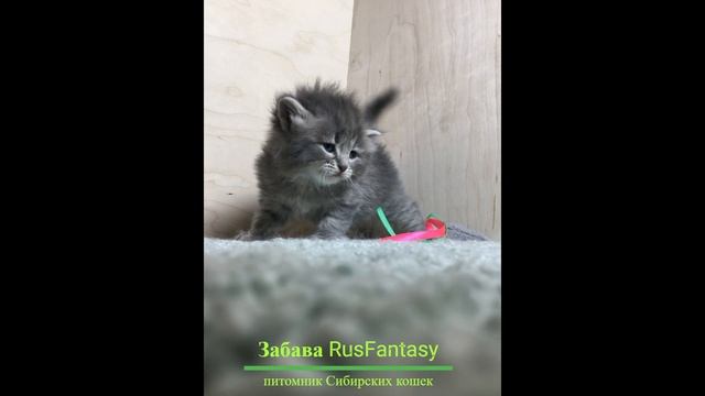 Забава RusFantasy