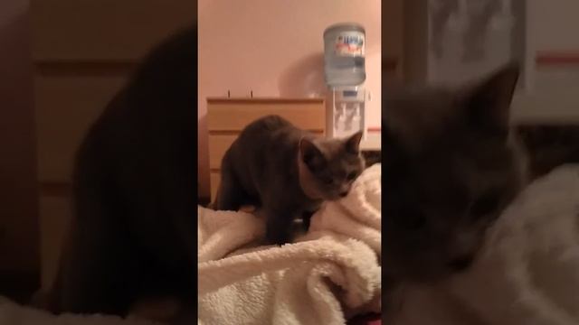 Кот трахает халат!)