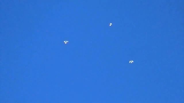 1000029590.mp4