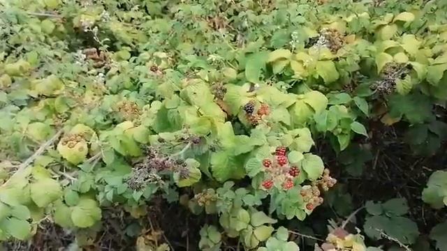Ежевика повышает иммунитет