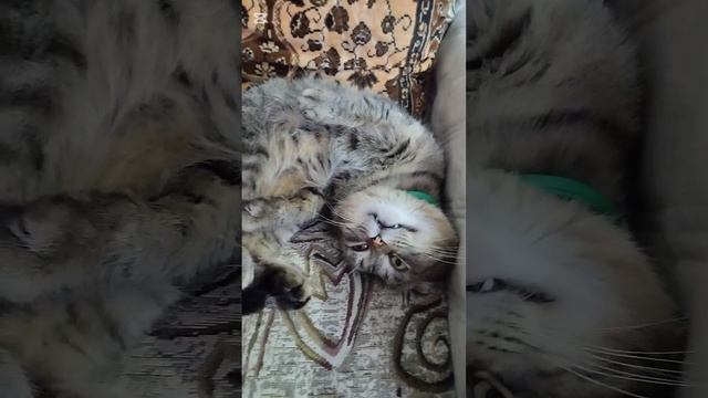 Наш котик Васька.