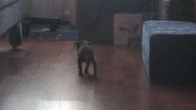 Самая маленькая собачка на ютубе