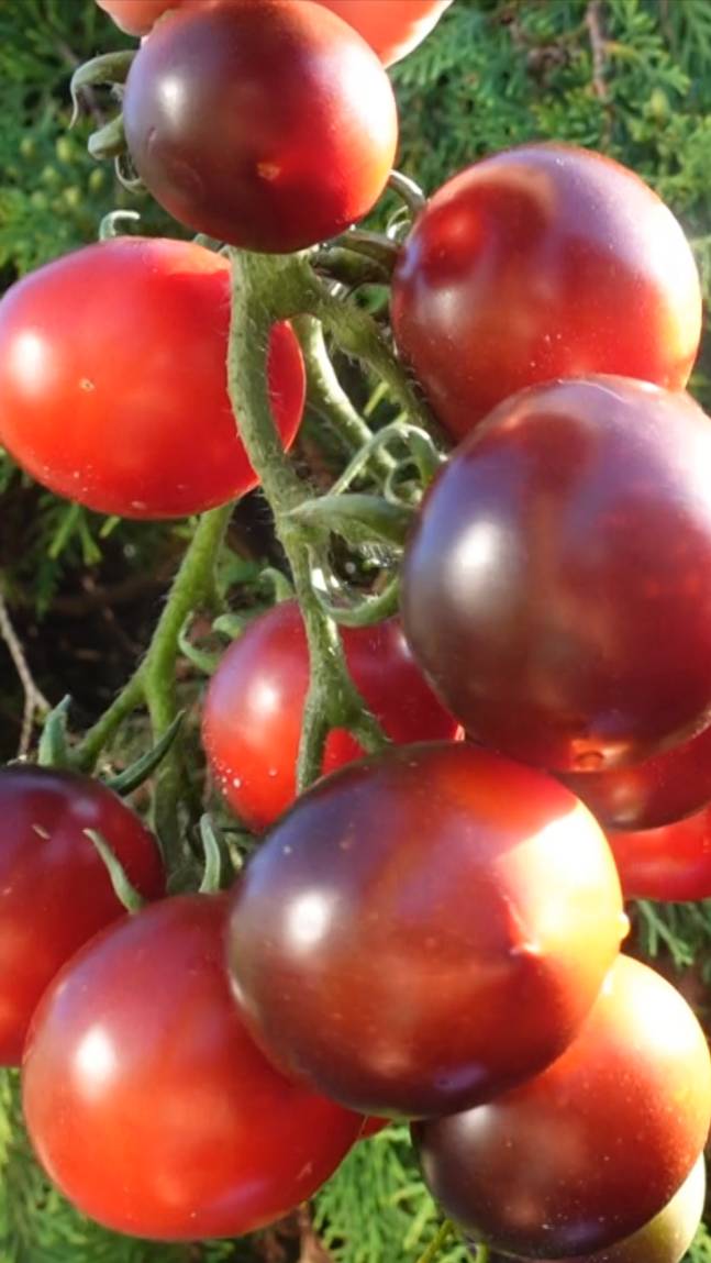 🍅Томат УГОЛЁК! #shorts #томаты #советы
