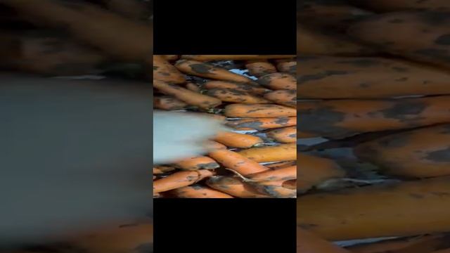 Морковь от фермера оптом без посредников
ВОЛГОГРАД