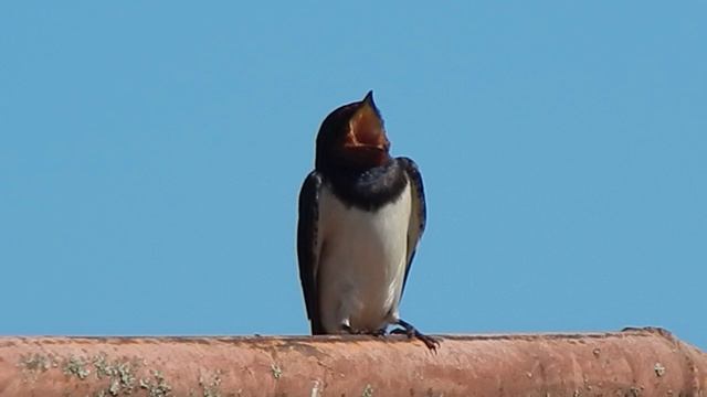 Ласточка (2)