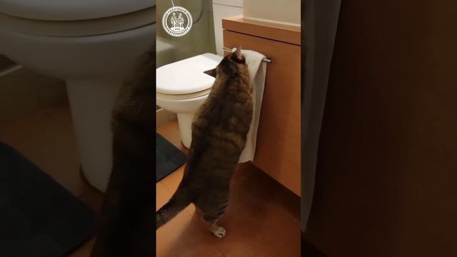 Если ваш ребенок не хочет умываться, то просто покажите ему это видео
