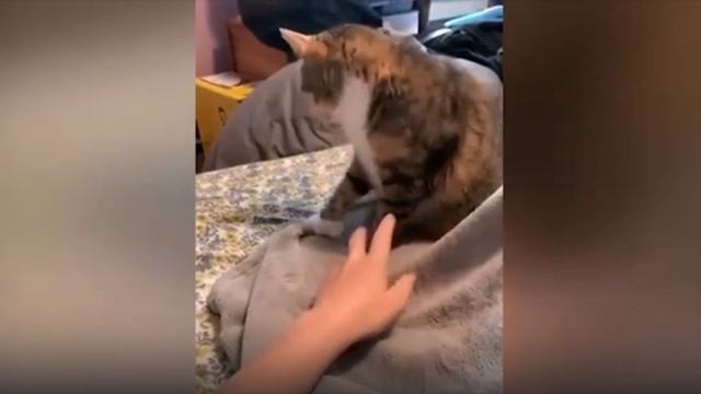 Смешные видео