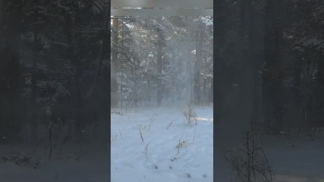 Метелица