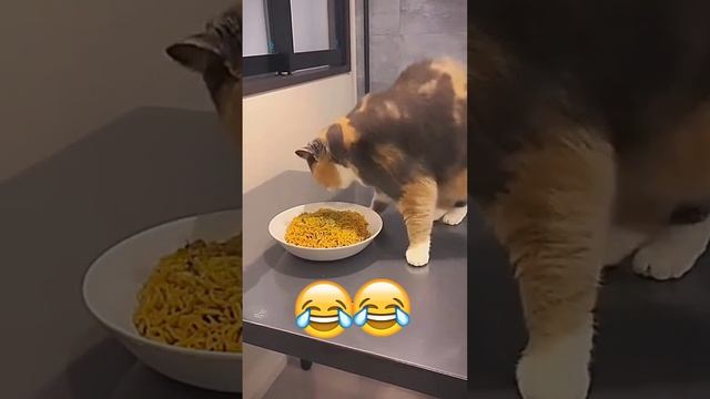 Умные кошки 🙂