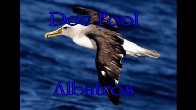 Doc Fool - Albatros