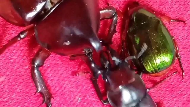 Rhinoceros beetle(xylotrupes sp.) vs stag beetle(dorcus sp.)